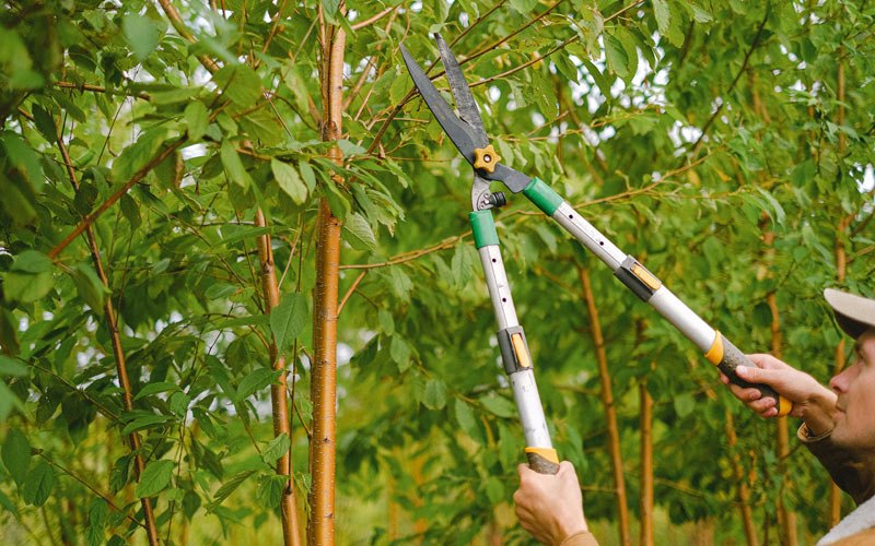 Tree trimming in Pocahontas, IA